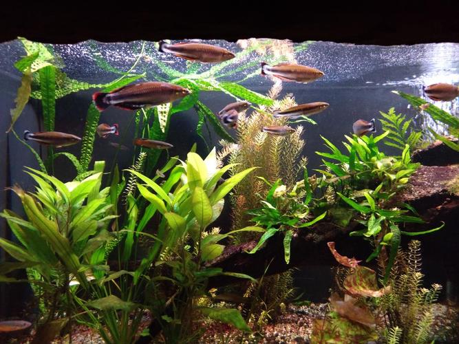 什么魚最好養_耐寒冷水魚品種_冷水魚推薦