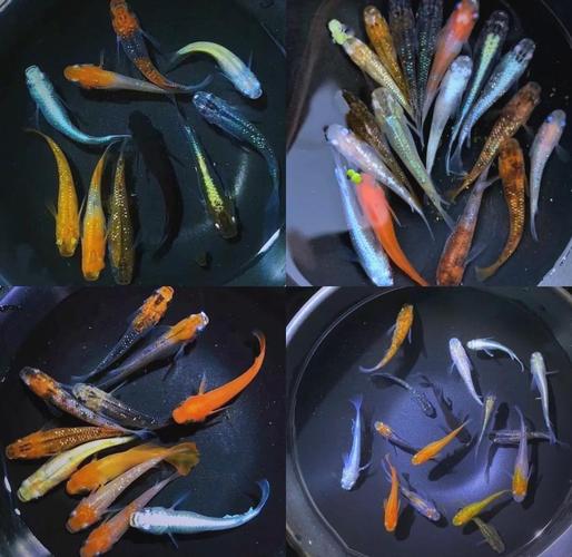 耐寒冷水魚品種_冷水魚推薦_什么魚最好養