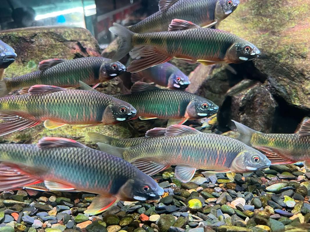 冷水魚推薦_耐寒冷水魚品種_什么魚最好養