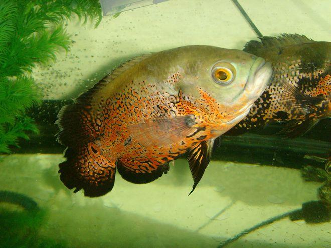新手養魚推薦_什么魚最好養_耐活觀賞魚