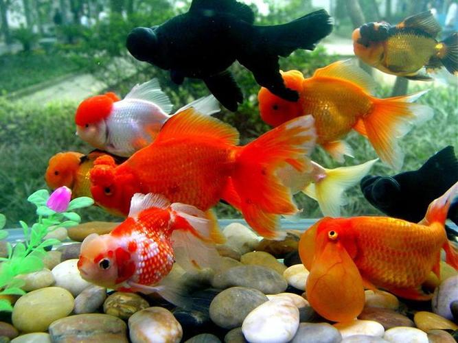 耐活觀賞魚_什么魚最好養_新手養魚推薦