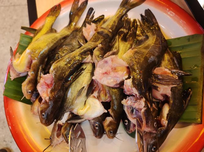 耐活觀賞魚_新手養魚推薦_什么魚最好養