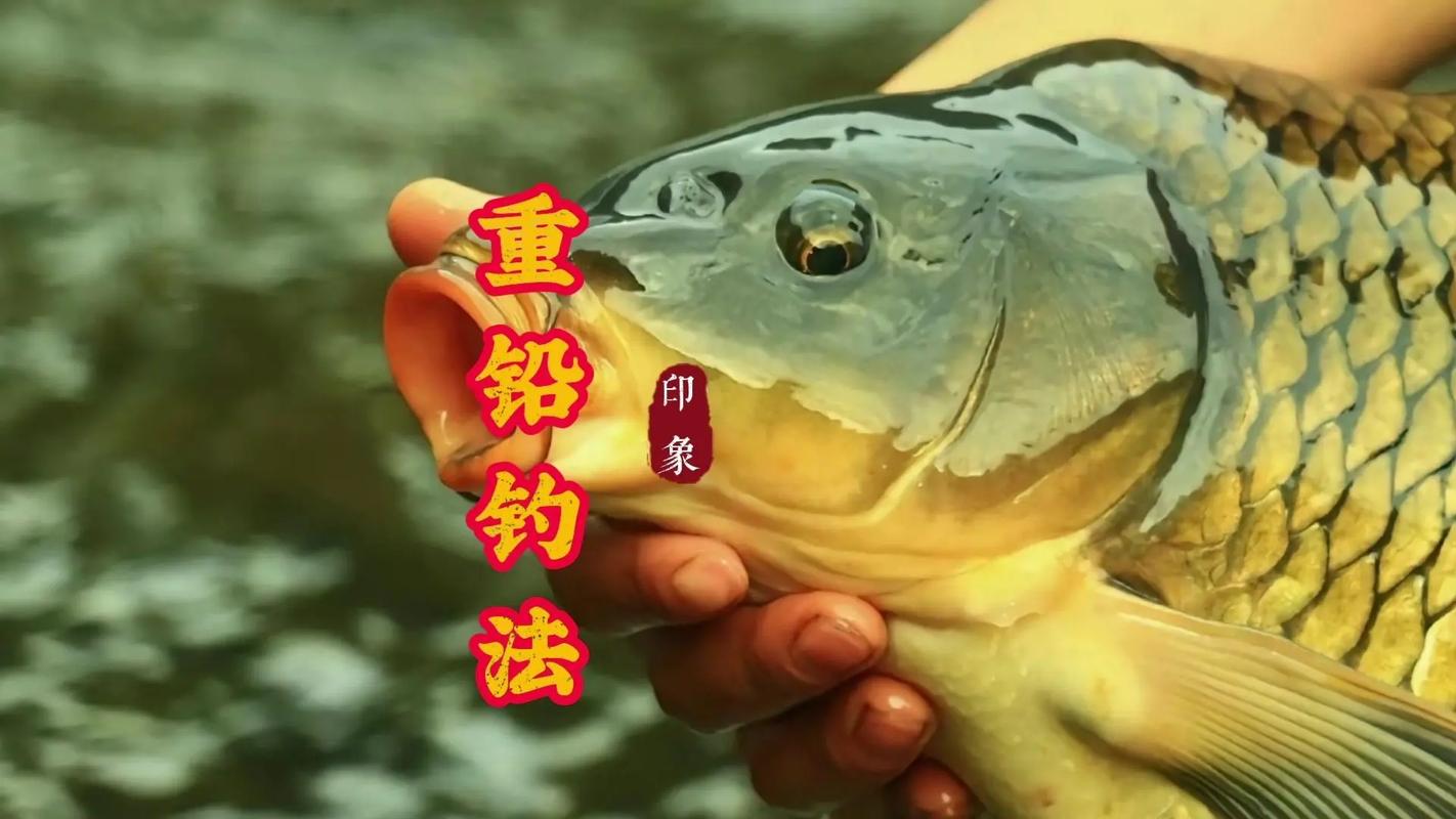 垂釣學院2014_垂釣學院第一季免費觀看_垂釣學院