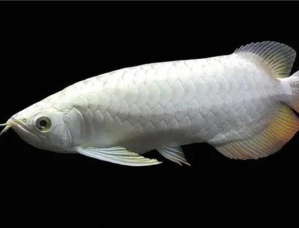 銀龍魚價格_銀龍魚市場價_銀龍魚售價