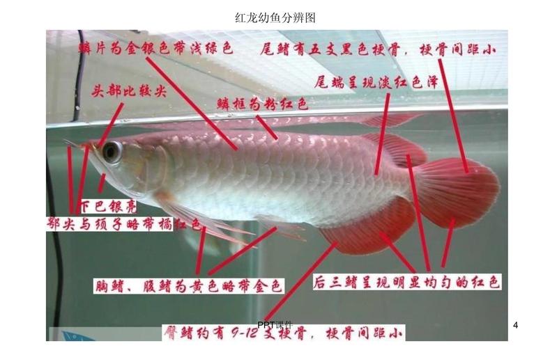 銀龍魚售價_銀龍魚市場價_銀龍魚價格