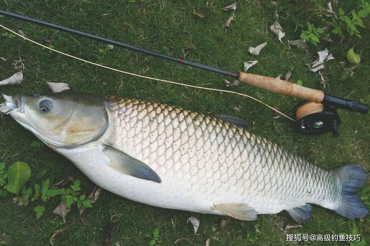 草魚垂釣打窩方法_嫩草種草技巧_草魚餌料自制秘方