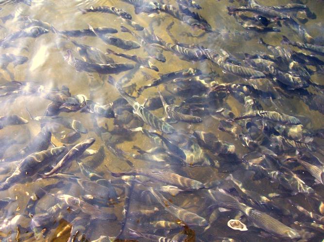 人類馴養魚類的原因_三文魚養殖_三文魚養殖業的利弊