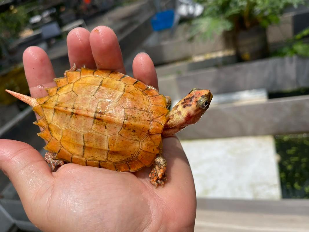 楓葉龜飼養方法_楓葉龜怎么養_楓葉龜外貌特征