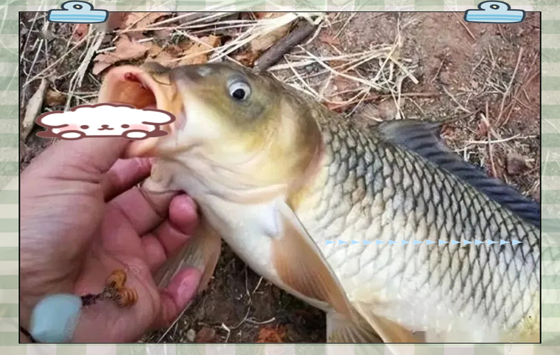 海峽釣魚論壇_釣魚論壇哪個最好_釣魚論壇