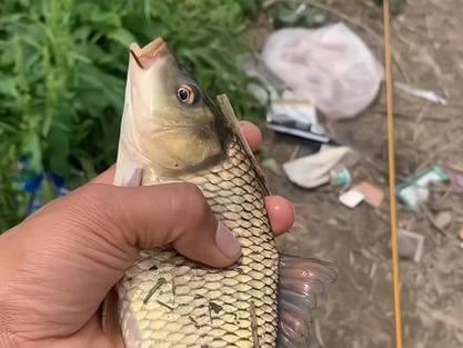 春季釣灘水深選擇_春季釣鯽魚餌料配方_春季釣魚用什么魚餌