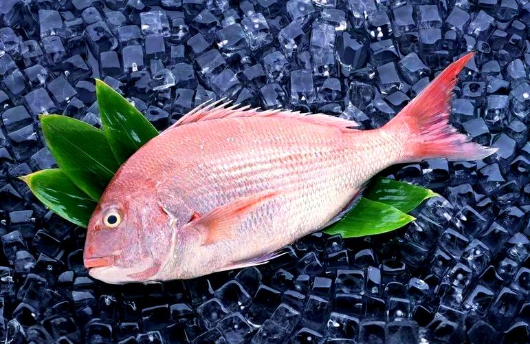銅盆魚是什么魚_銅盆魚的營養價值及功效_銅盆魚