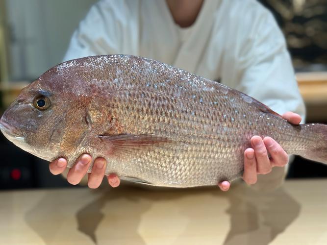 銅盆魚_銅盆魚是什么魚_銅盆魚的營養價值及功效