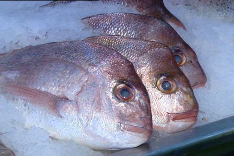 銅盆魚的營養價值及功效_銅盆魚是什么魚_銅盆魚