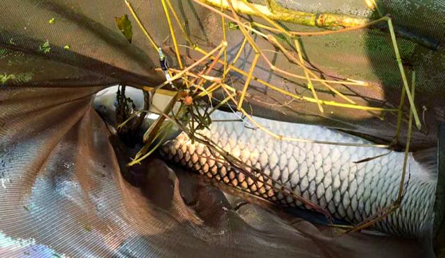 黑坑釣草魚用什么餌料打窩最好_釣草魚黑坑散炮釣法_黑坑混養釣草魚技巧