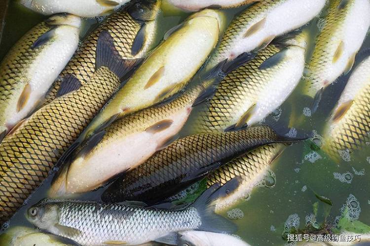 釣草魚黑坑散炮釣法_黑坑釣草魚用什么餌料打窩最好_黑坑混養釣草魚技巧