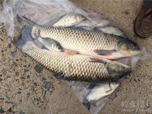 黑坑釣草魚餌料配方_草魚餌料配方_草魚釣法