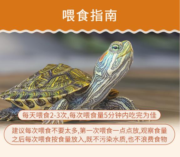 石金錢龜_石金錢龜產蛋推遲原因_石金錢龜補鈣方法