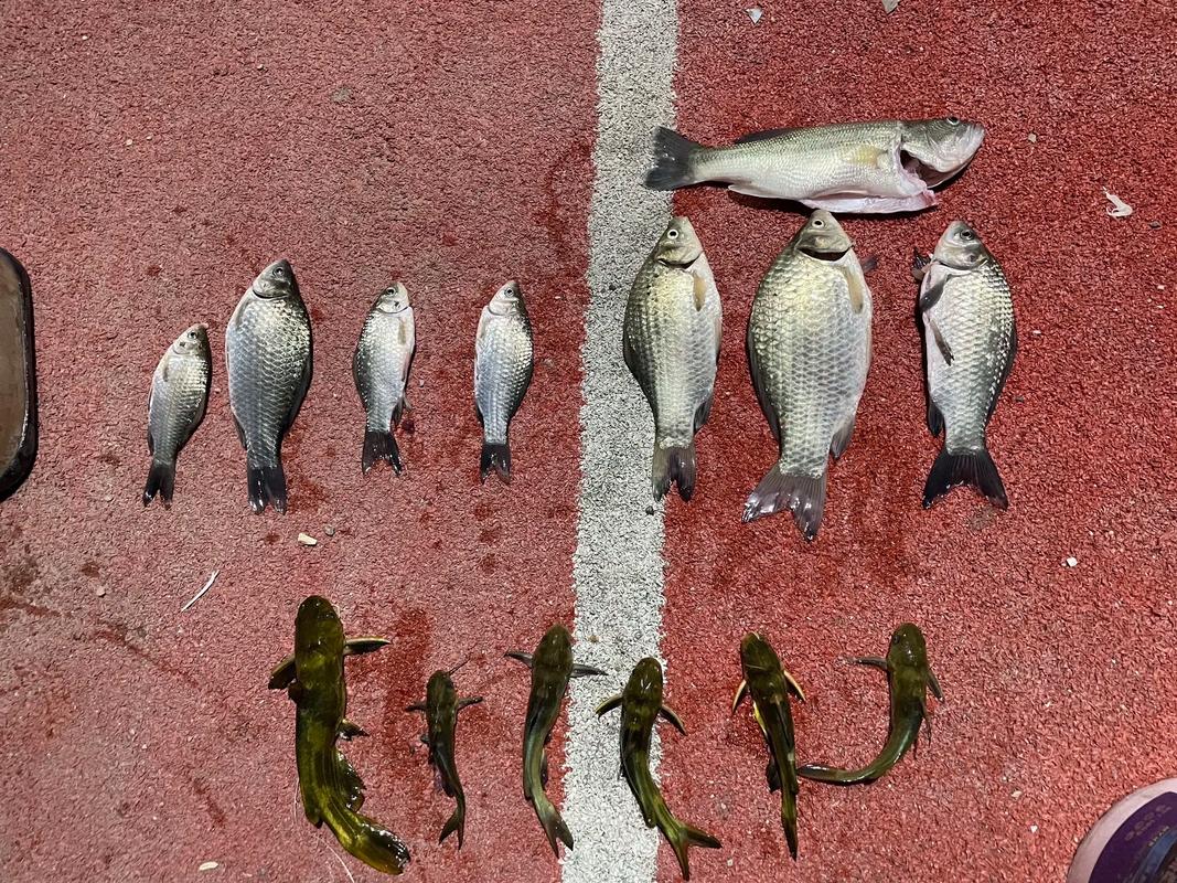 太倉釣魚比賽2021_太倉釣魚吧_太倉釣魚網