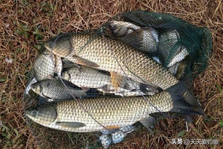 釣魚人APP分享漁獲交流技巧_釣魚人APP找釣場查天氣_釣魚人app