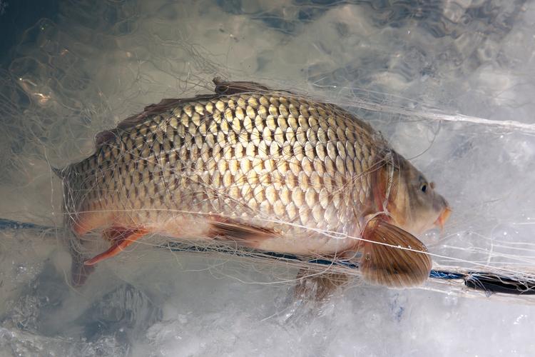 草魚飼料配方_草魚養殖技術_草魚餌料系數對比