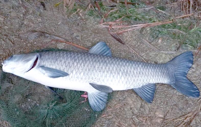 青魚精品視頻_青魚營養價值_青魚養殖技術
