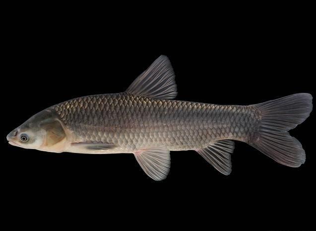 青魚形態特征_青魚生物分類學_青魚精品視頻