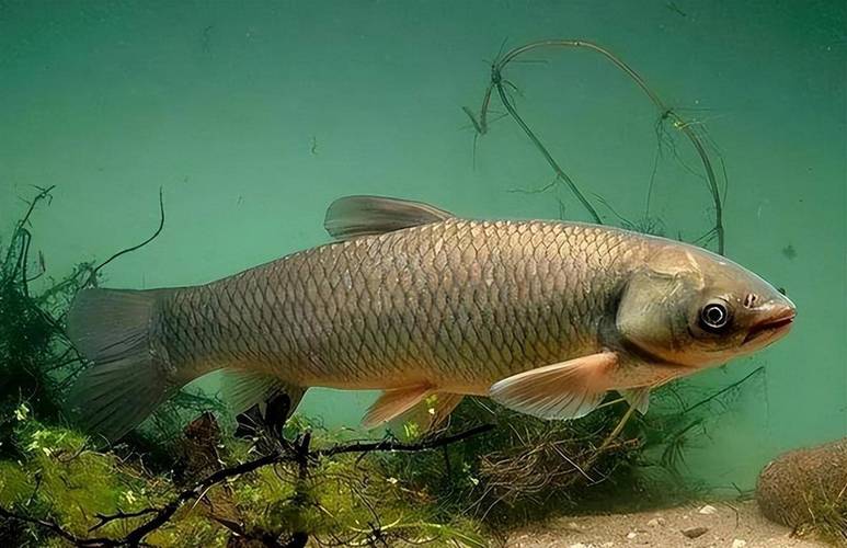 青魚生物分類學_青魚形態特征_青魚精品視頻