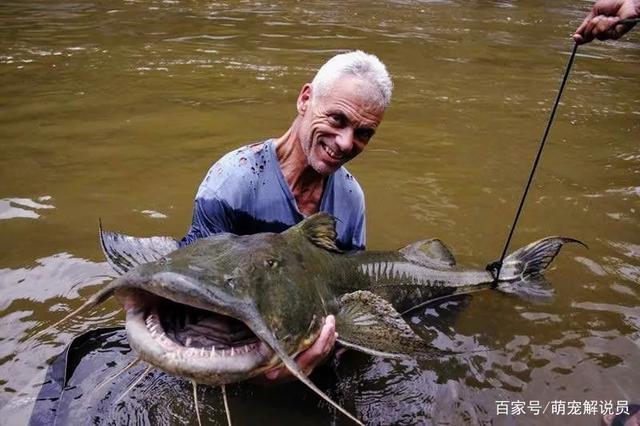 坦克鴨嘴魚_坦克鴨嘴魚 大卡里河 火葬儀式后尸體