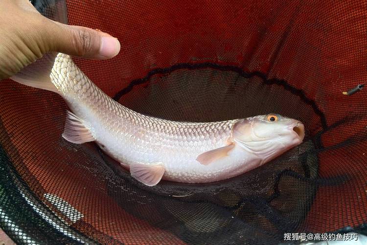 斑點黃尾魚_斑點黃尾魚食譜哪里買_新鮮的黃尾斑點魚配方