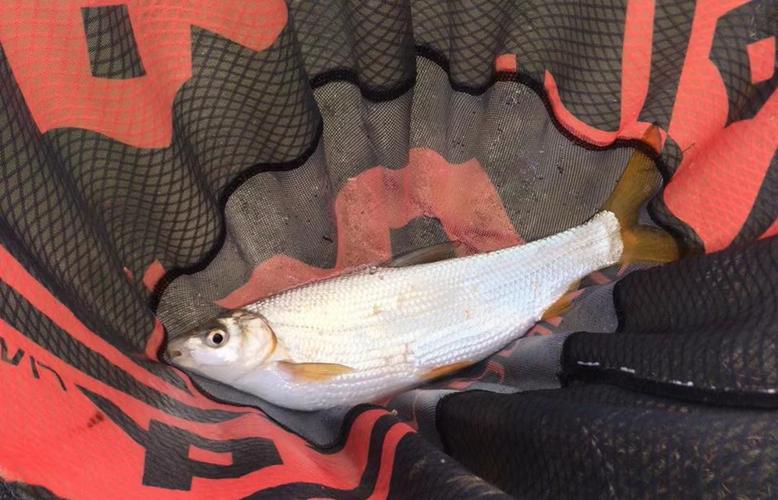 斑點黃尾魚食譜哪里買_斑點黃尾魚_新鮮的黃尾斑點魚配方