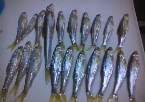 新鮮的黃尾斑點魚配方_斑點黃尾魚_斑點黃尾魚食譜哪里買
