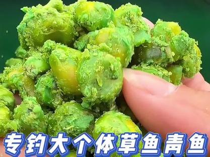 饅頭餌草魚配方_山東國慶節怎樣釣草魚用什么餌料_新鮮玉米釣草魚