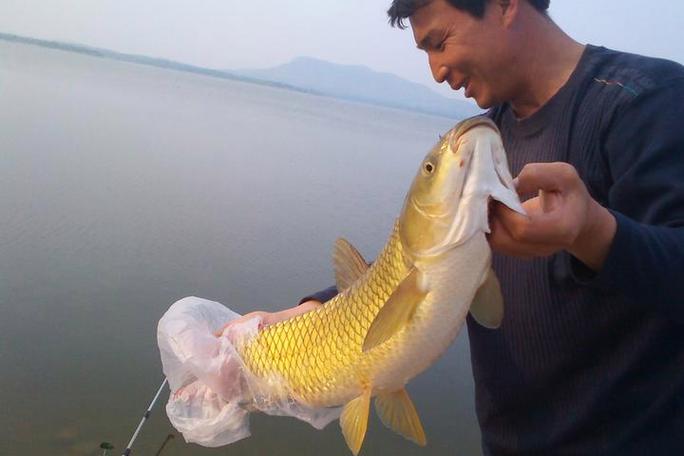 新鮮玉米釣草魚_饅頭餌草魚配方_山東國慶節怎樣釣草魚用什么餌料