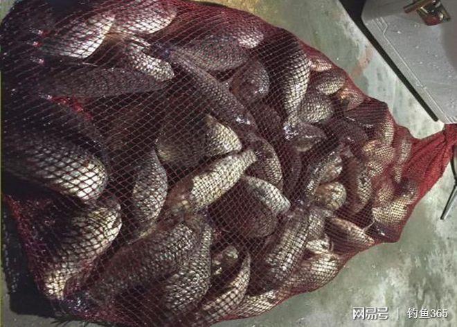 秋季釣魚餌料味型_春釣鯽魚餌料味型搭配萬能公式_新手必看野釣黑坑通吃技巧