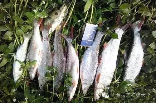萬佛湖釣魚_萬佛湖導游詞_萬佛湖旅游攻略
