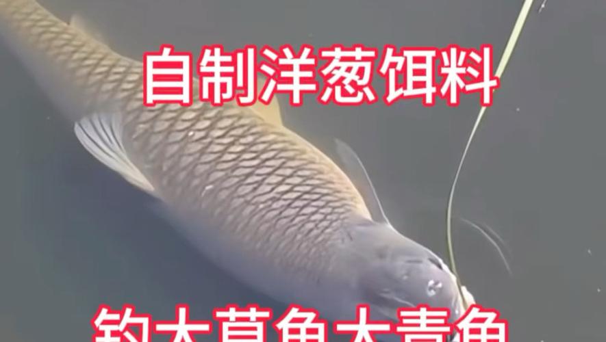 自制野釣草魚窩料_怎么自制草魚餌_草魚餌料自制方法野釣