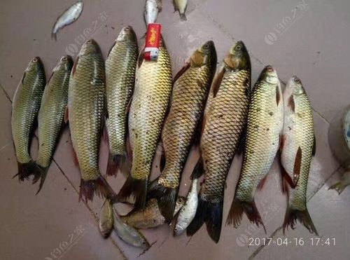 天元草魚餌料經典配方圖_天元浮釣鰱鳙餌料配方_天元釣魚餌料配方