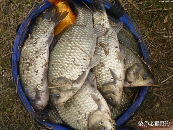 南京周邊野釣地圖_南京免費野釣點_南京龍潭釣魚的地方