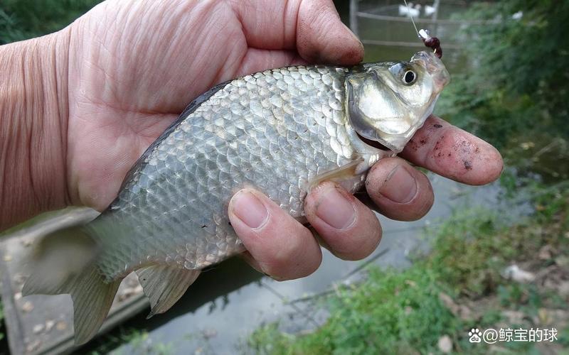野釣鯽魚蚯蚓掛法_蚯蚓垂釣鯽魚技巧視頻_野釣鯽魚蚯蚓技巧