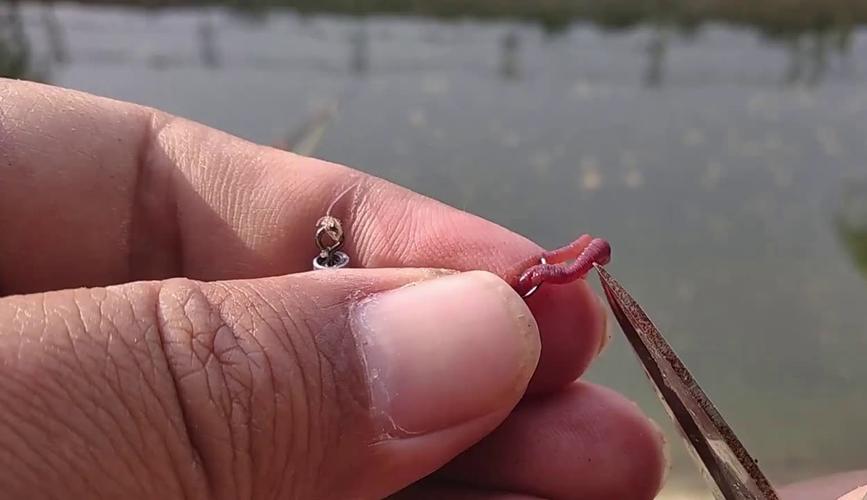 野釣鯽魚蚯蚓掛法_野釣鯽魚蚯蚓技巧_蚯蚓垂釣鯽魚技巧視頻