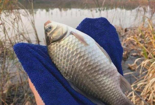 蚯蚓垂釣鯽魚技巧視頻_蚯蚓釣鯽魚季節選擇_野釣鯽魚蚯蚓技巧
