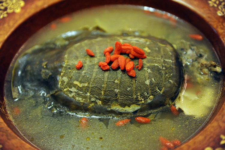甲魚功效與作用_水魚的營養價值_甲魚營養價值
