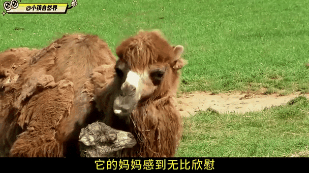 小駱駝藍迪漫畫_小駱駝藍迪_駱駝(藍)