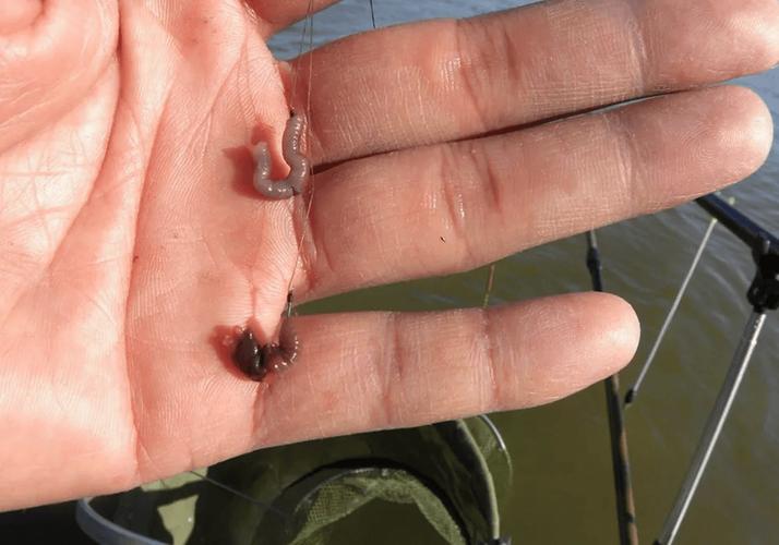 蚯蚓如何釣魚_蚯蚓釣魚進階用法_丁香油拌蚯蚓釣鯽魚