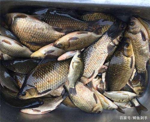 霧天釣魚技巧_春季釣魚天氣_春季下雨好釣魚嗎