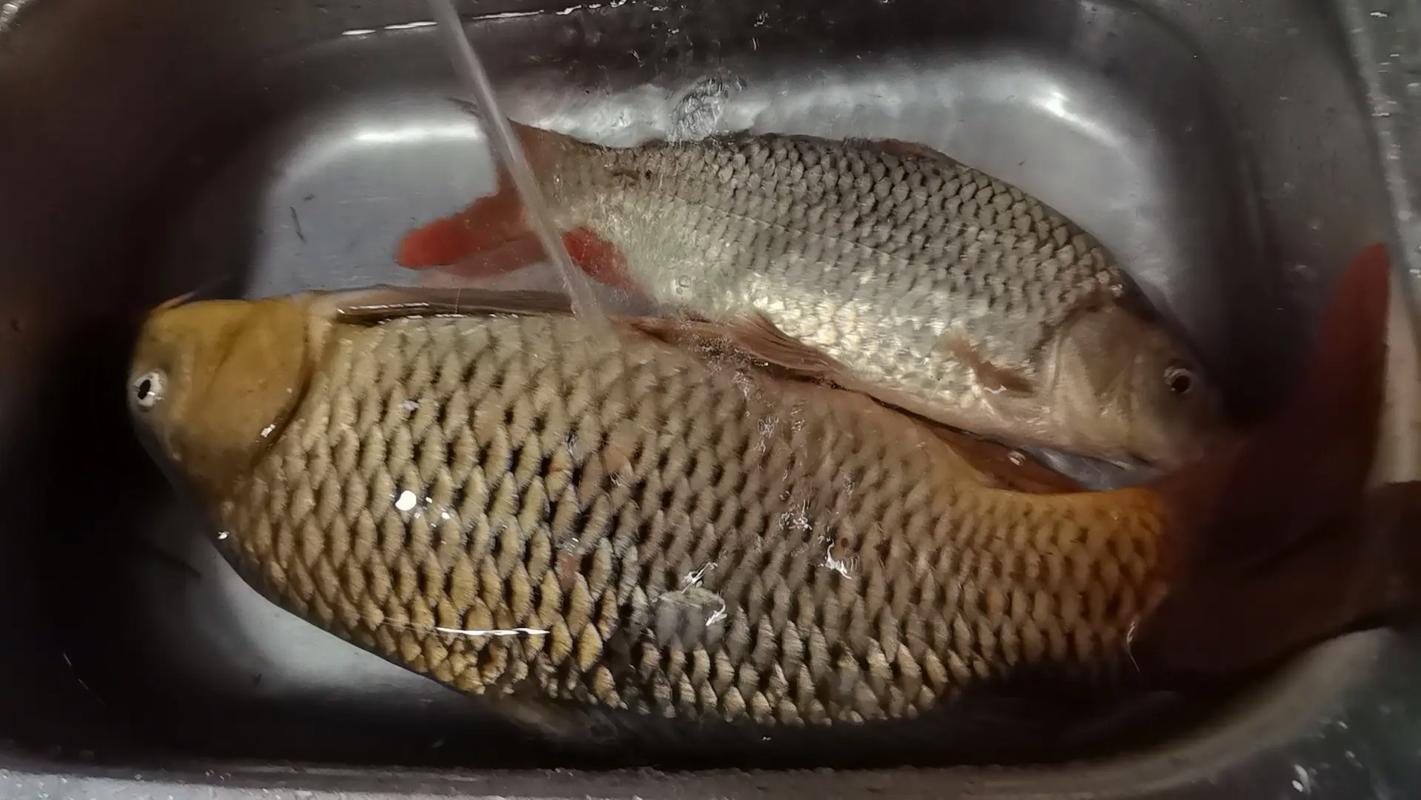釣鯉魚涮餌習性大鉤優勢_釣鯉魚大鉤比小鉤高效_3至5斤鯉魚用多大鉤合適