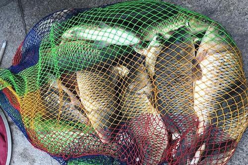 釣魚視頻野釣實戰高清_野釣線組搭配餌料_野釣選位技巧