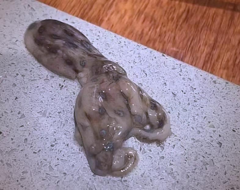 誤食藍環章魚癥狀_藍環章魚毒性排第幾_食物中毒預防措施