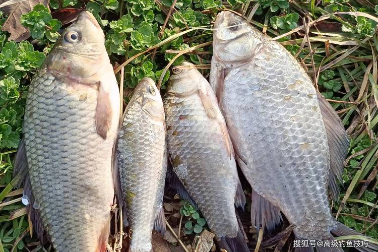 釣魚餌料的搭配_野釣小藥使用場景_野釣小藥用量搭配