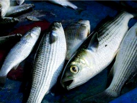 烏頭魚特征_烏頭魚_烏頭魚釣法技巧
